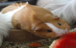 Guinea Pig rodents for sale: Two Elderly Female Guinea Pigs - Image 2