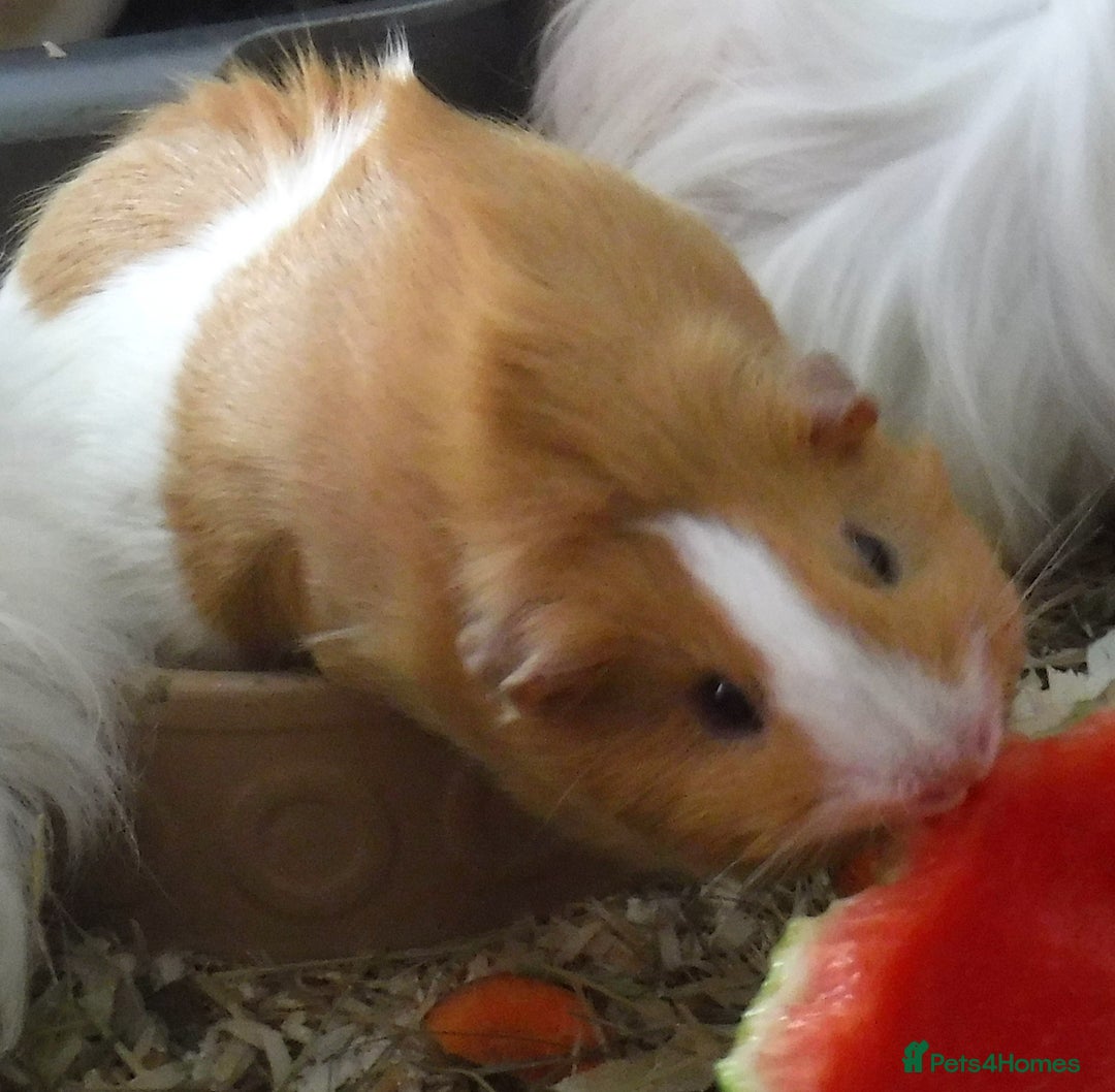 Guinea Pig rodents for sale: Two Elderly Female Guinea Pigs - Image 2