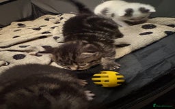 Domestic Shorthair cats for sale: Beautiful Litter of 4 Kittens - Image 10