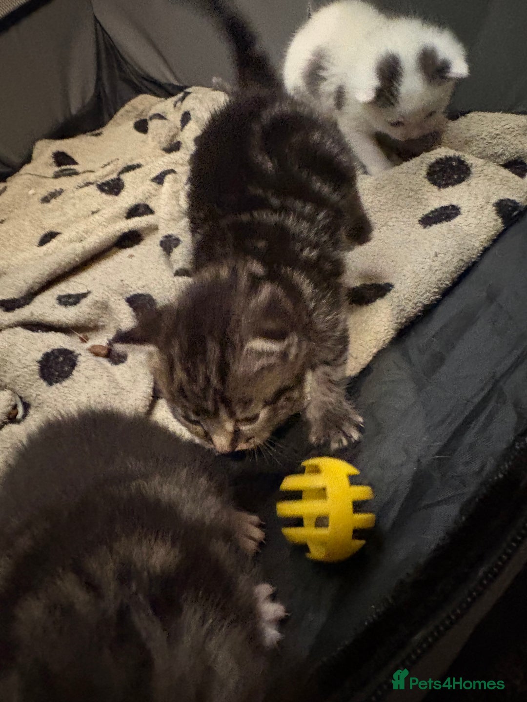 Domestic Shorthair cats for sale: Beautiful Litter of 4 Kittens - Image 10