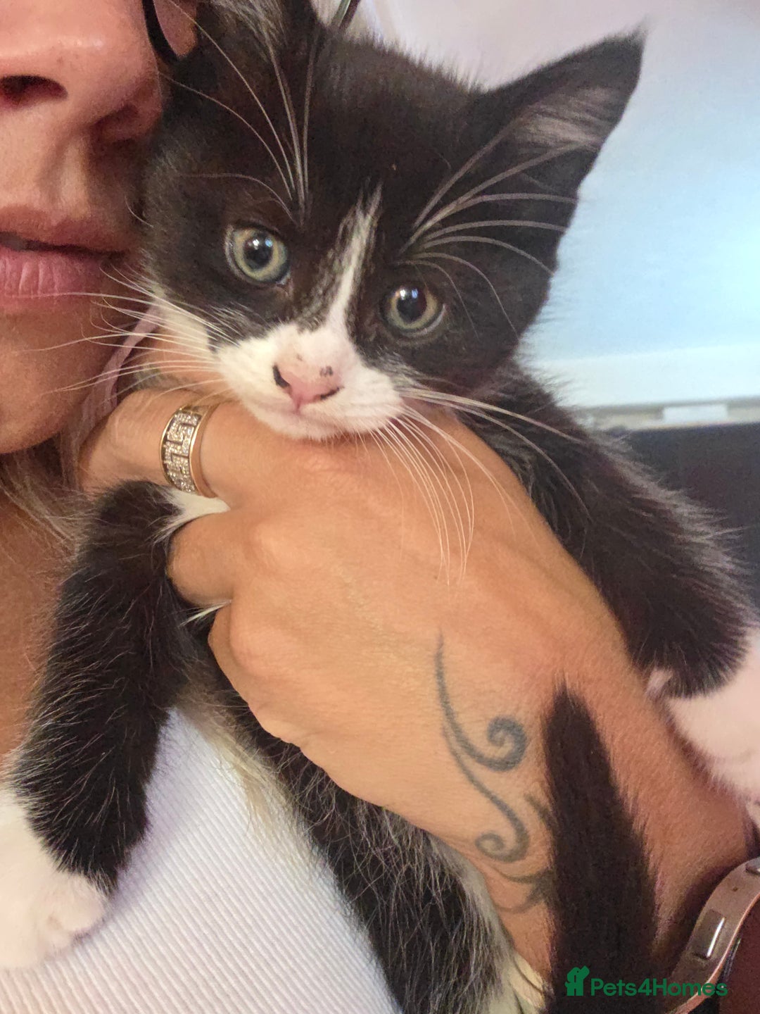 Maine Coon cats for sale: Stunning maincoon cross kittens  - Image 10