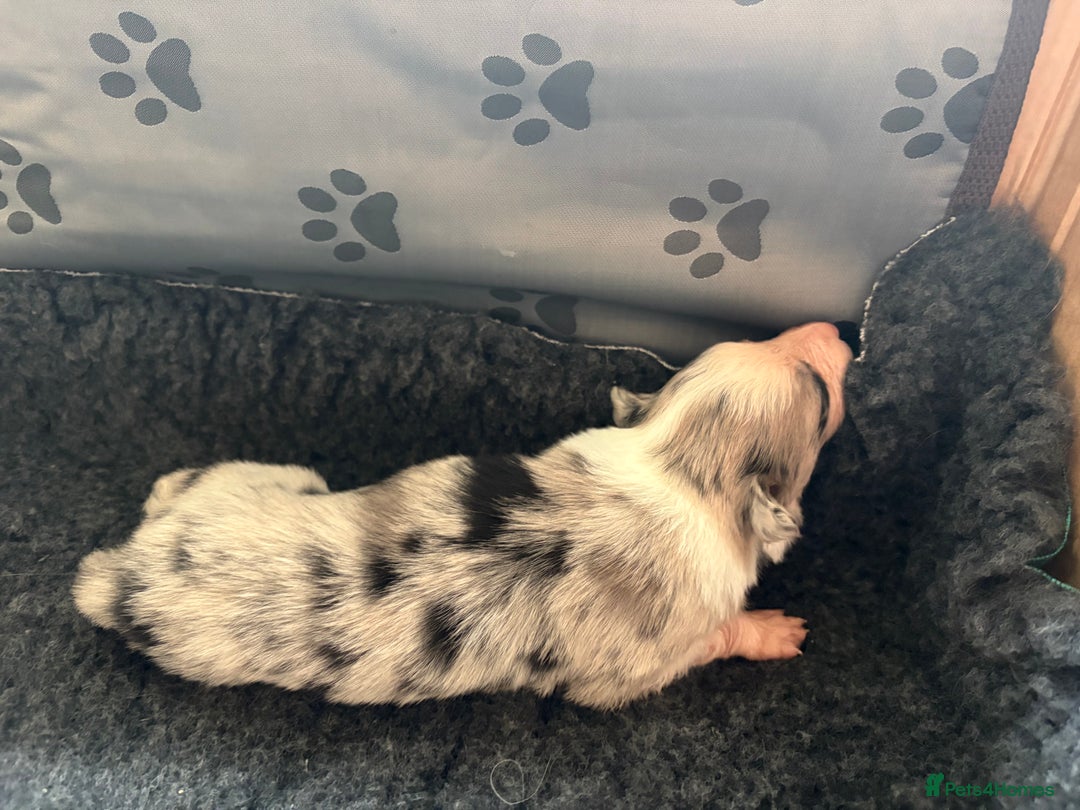 Border Collie dogs for sale: Border collie puppies  - Advert 7