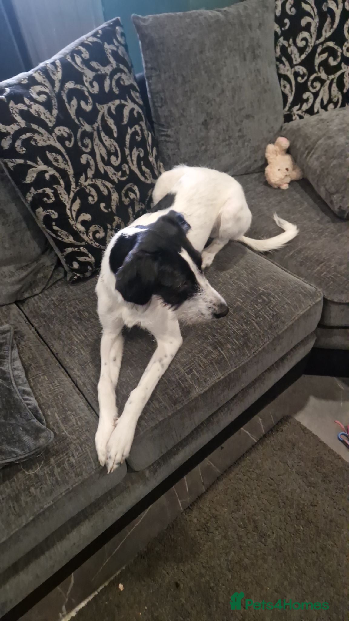 Mixed Breed dogs Jack Russell mixed puppies for sale - Advert 1