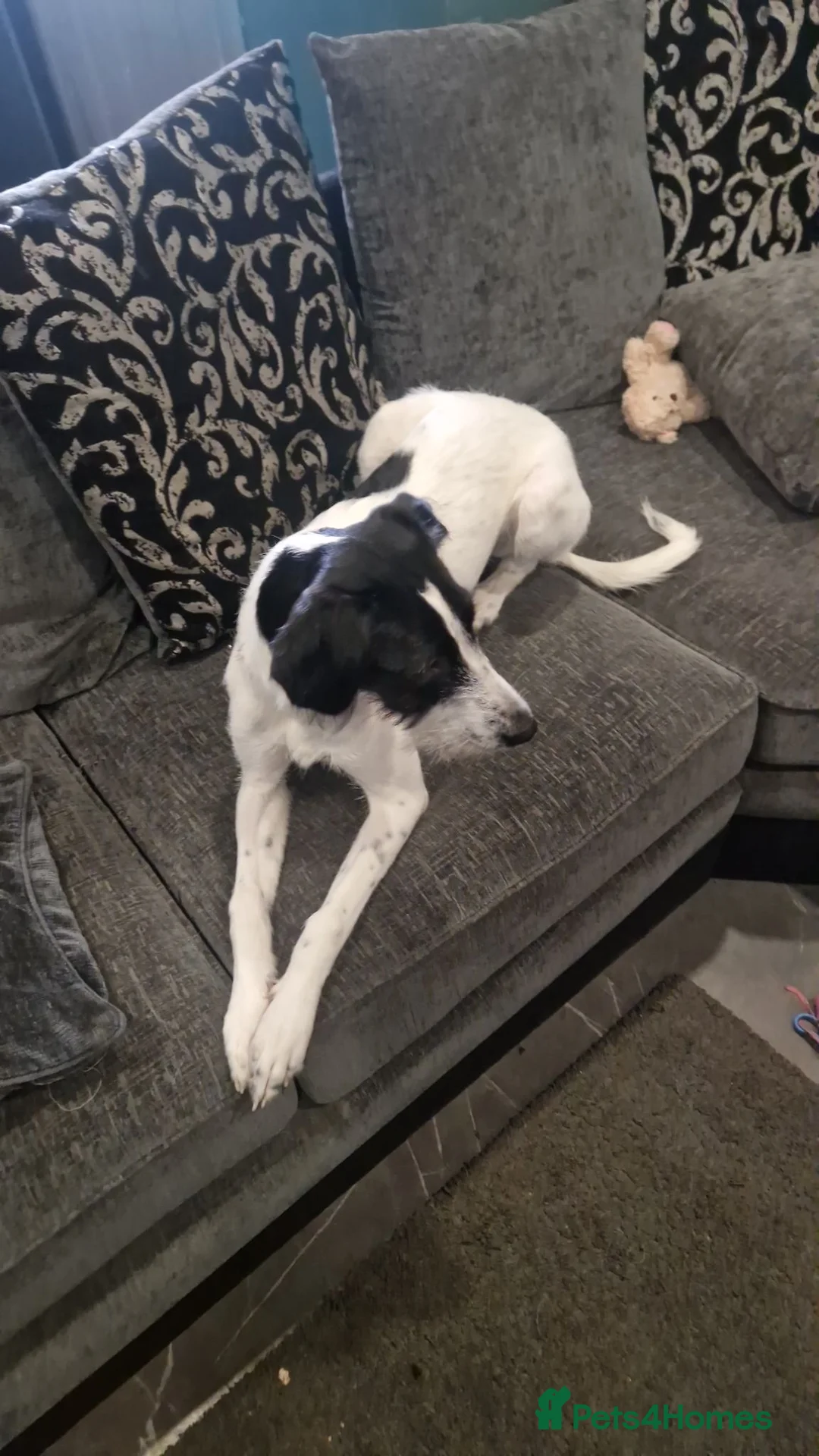 Mixed Breed dogs for sale: Jack Russell mixed puppies for sale in Bristol - Advert 1
