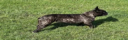 French Bulldog dogs for sale: Brindle female kennel club reg adult available  - Advert 4