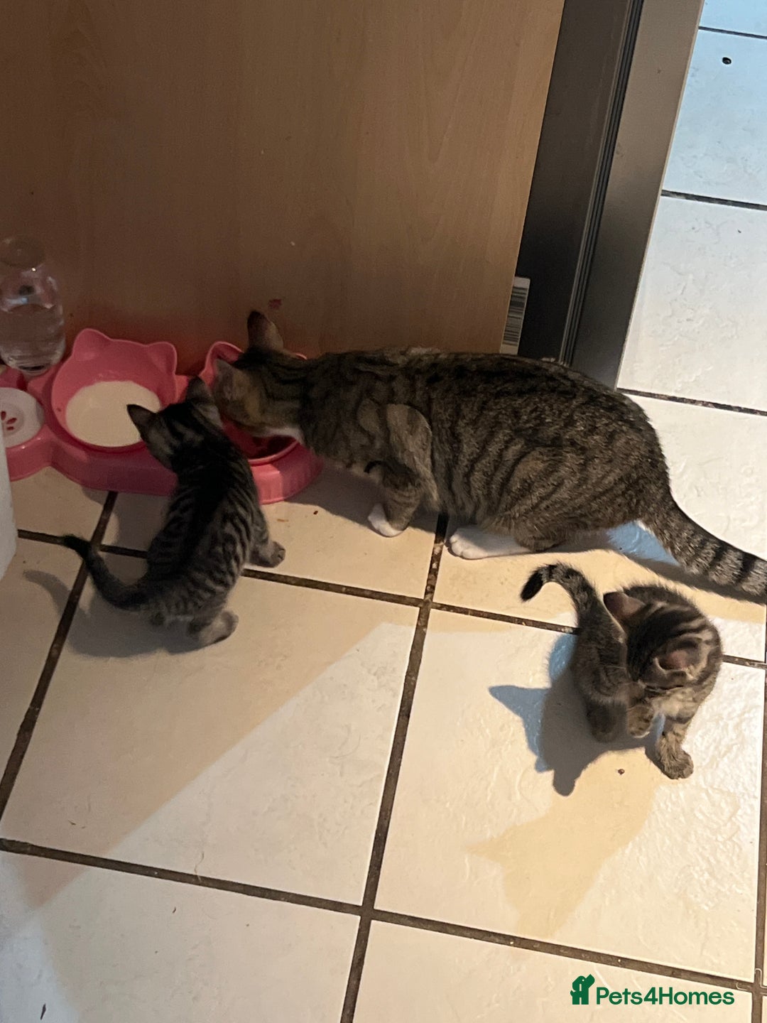 Domestic Shorthair cats for sale: For sell 3 beautifull kitten.Avalaible now Grays - Image 6