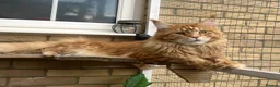 Maine Coon cats for sale: Beautiful Maine coon kittens - Advert 25