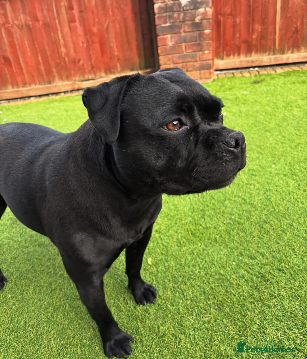 Staffordshire Bull Terrier dogs for sale: A* Traditional staffies -solid black - KC staffy - Advert 1