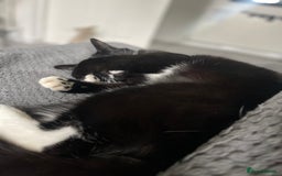 Mixed Breed cats for sale: Flimflam & Bojo - Image 24