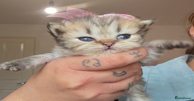 Persian cats - Advert 2