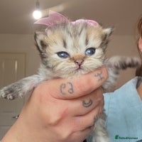 Persian cats - Advert 2