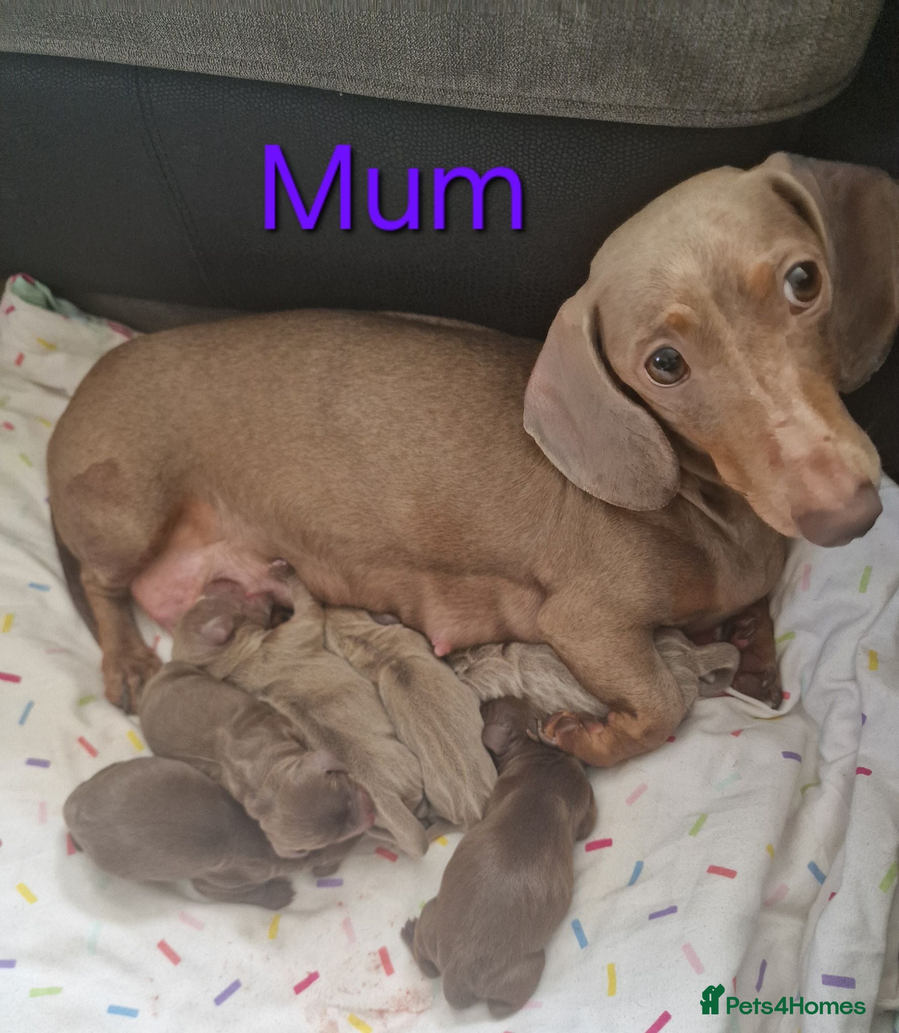 Dachshund dogs Miniture dachshund puppies - Advert 1