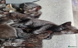 Mixed Breed cats for sale: Mixed breed kittens for sale - Image 8