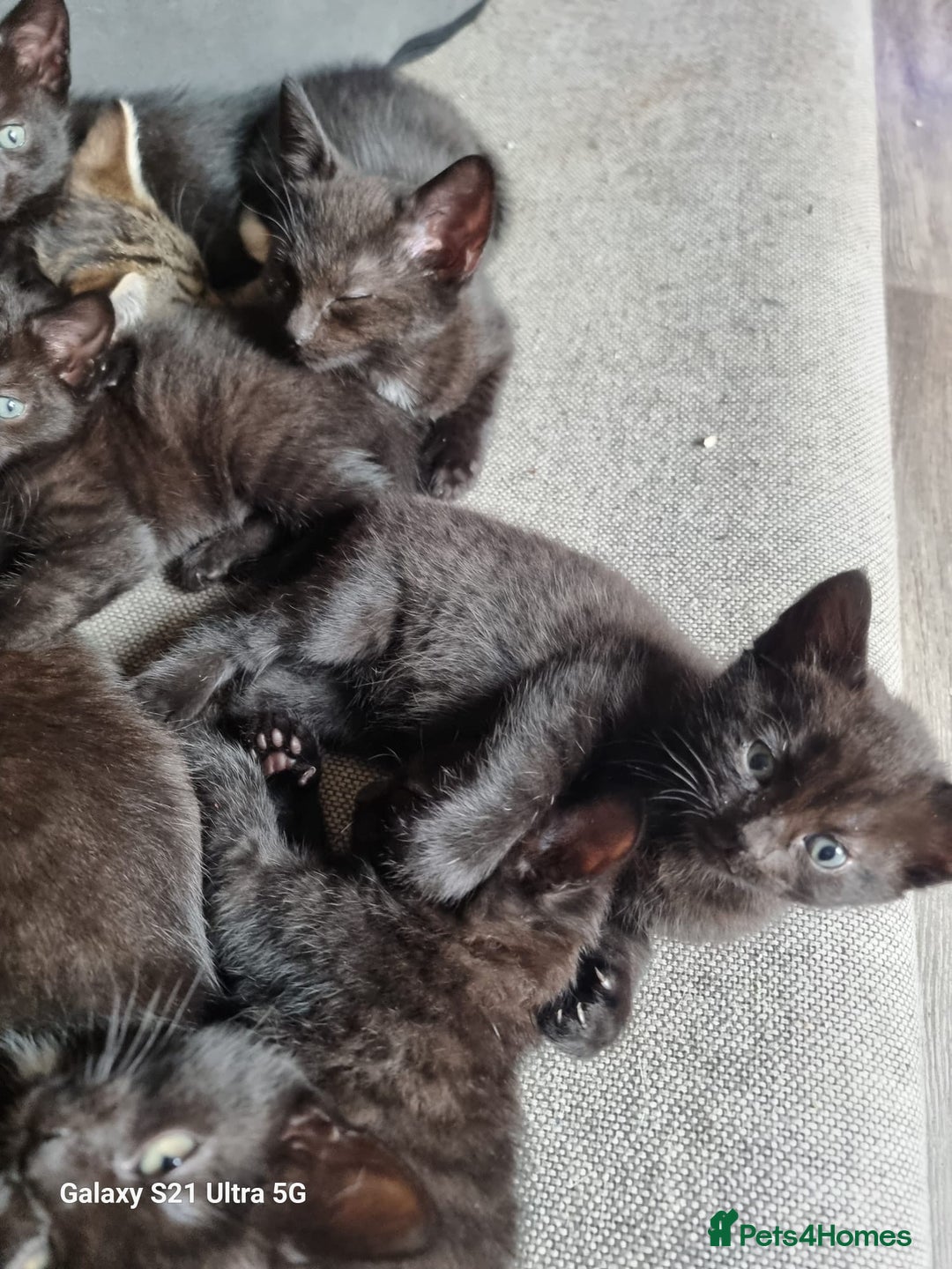 Mixed Breed cats for sale: Mixed breed kittens for sale - Image 8