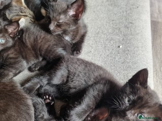 Mixed Breed cats - Advert 4