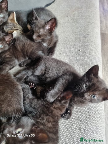 Mixed Breed cats - Advert 4