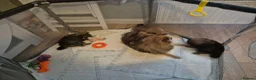 Pomeranian dogs for sale: 1 beautiful pomeranian boy  - Advert 9