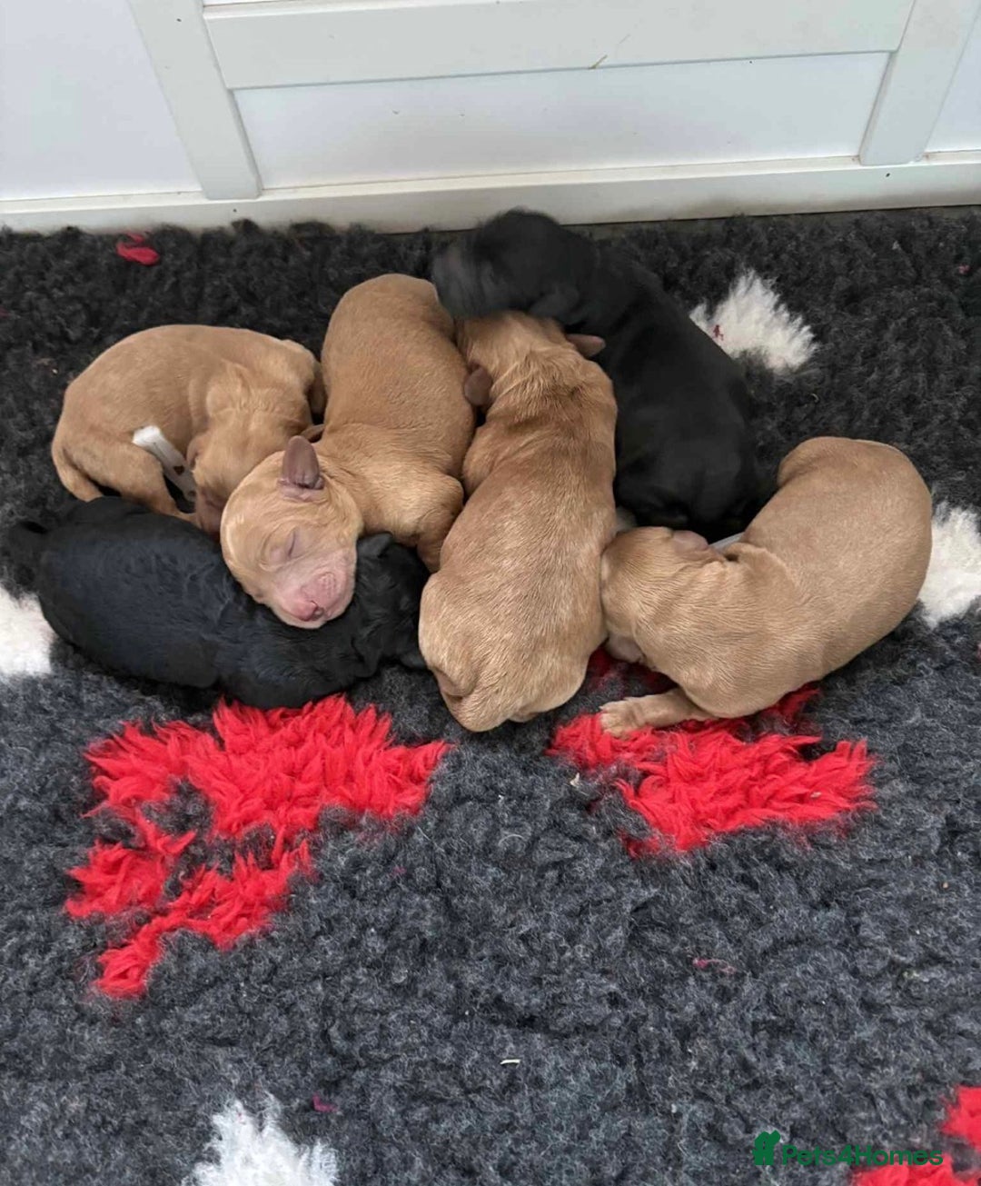 Cockapoo dogs for sale: 🐾 F2 COCKAPOO PUPPIES 🐾 - Advert 2