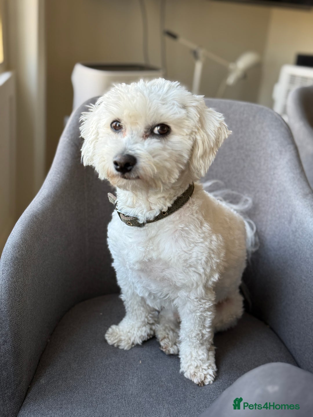 Bichon Frise dogs for stud: Mr Mile - Advert 2