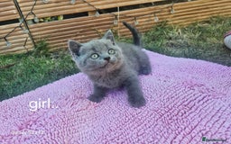 British Shorthair cats for sale: 5 British Shorthair kittens for sale - Image 8