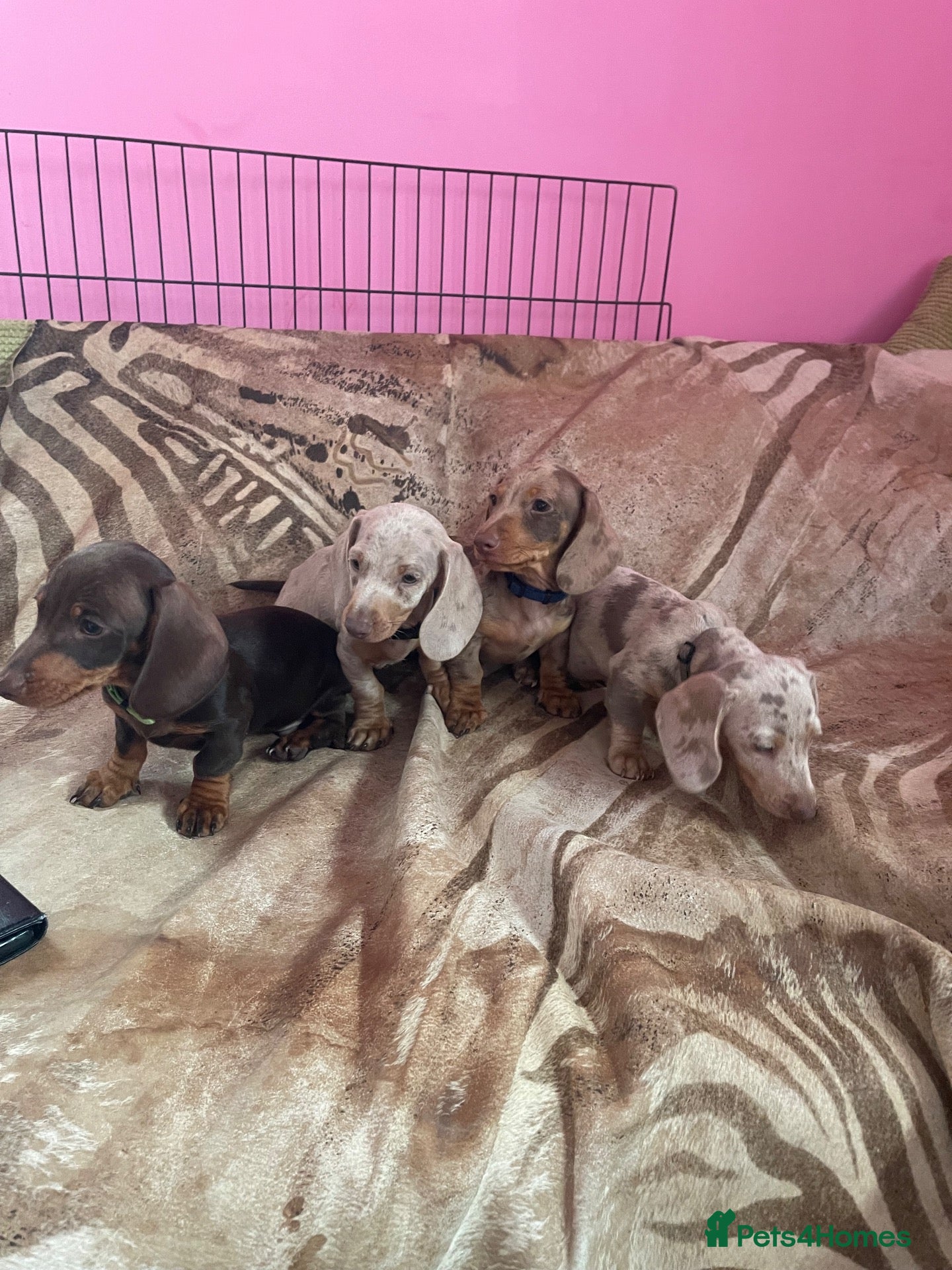 Miniature Dachshund dogs Pedigree miniature dachshunds ready now - Advert 6
