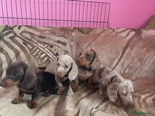 Miniature Dachshund dogs Pedigree miniature dachshunds ready now - Advert 10