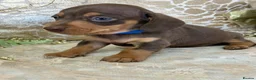 Miniature Dachshund dogs for sale: KC Miniature Smooth Coat Puppies - Advert 3