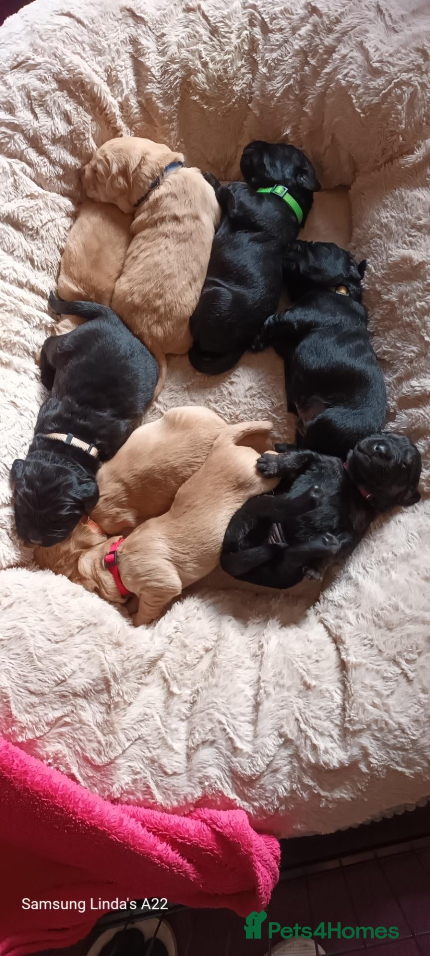 Goldador dogs for sale: Absolutely stunning Goldador puppies - Advert 2