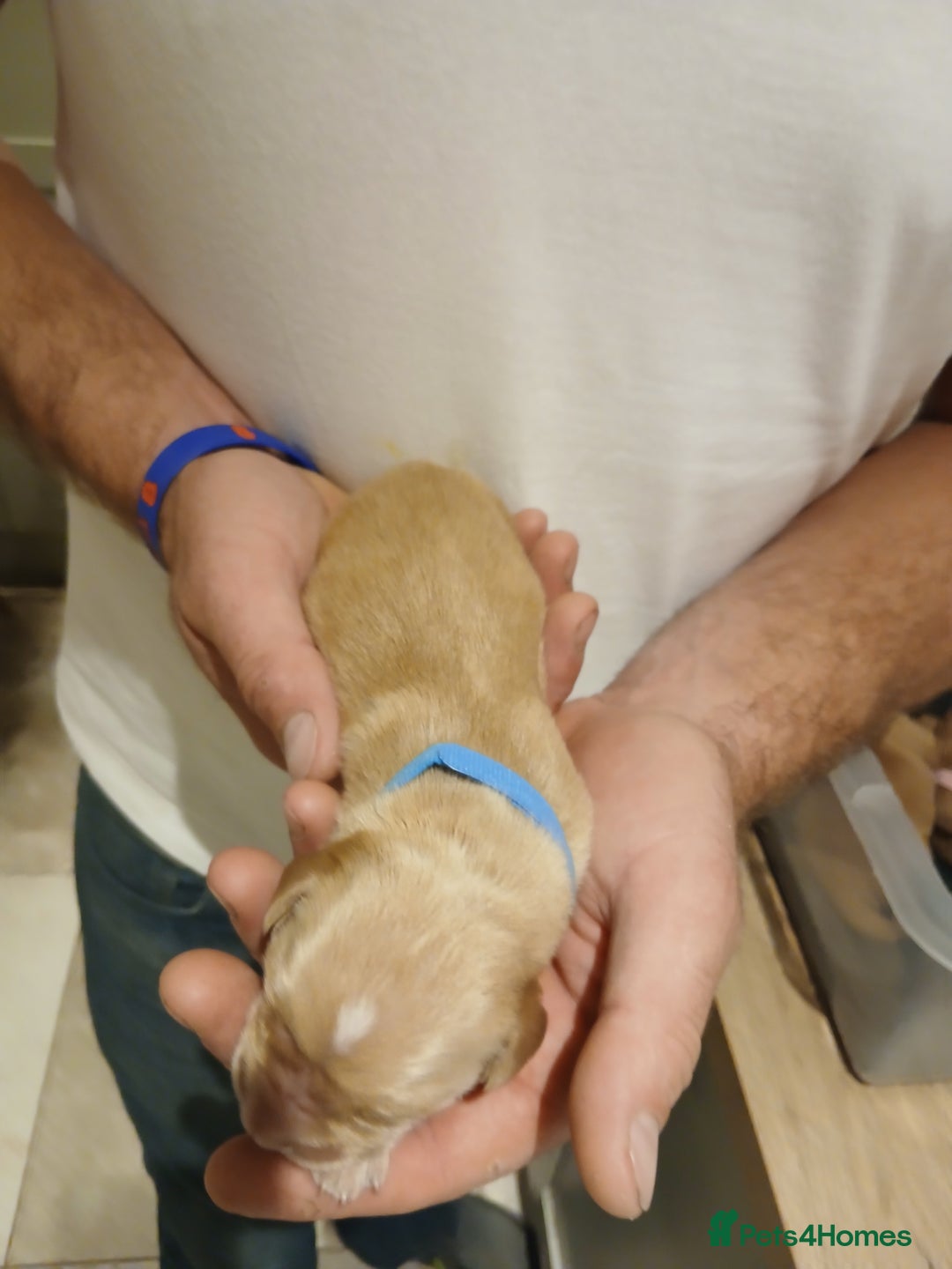 Golden Retriever dogs for sale: Fox Red Golden Retriever Puppies for sale - Image 10