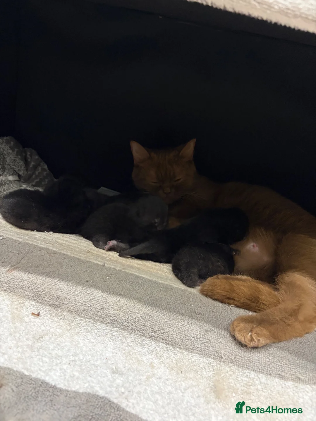 Brazilian Shorthair cats for sale: Champion cinnamon short hair in Burton-on-Trent - Advert 2
