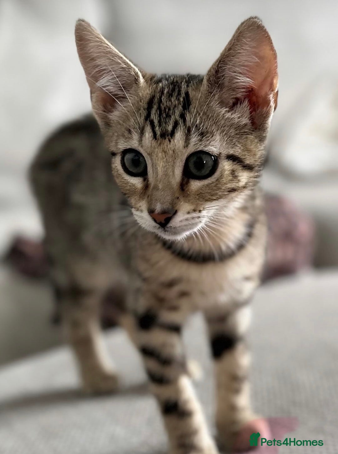 Bengal cats for sale: 6 month old half bengal kitten  - Advert 3