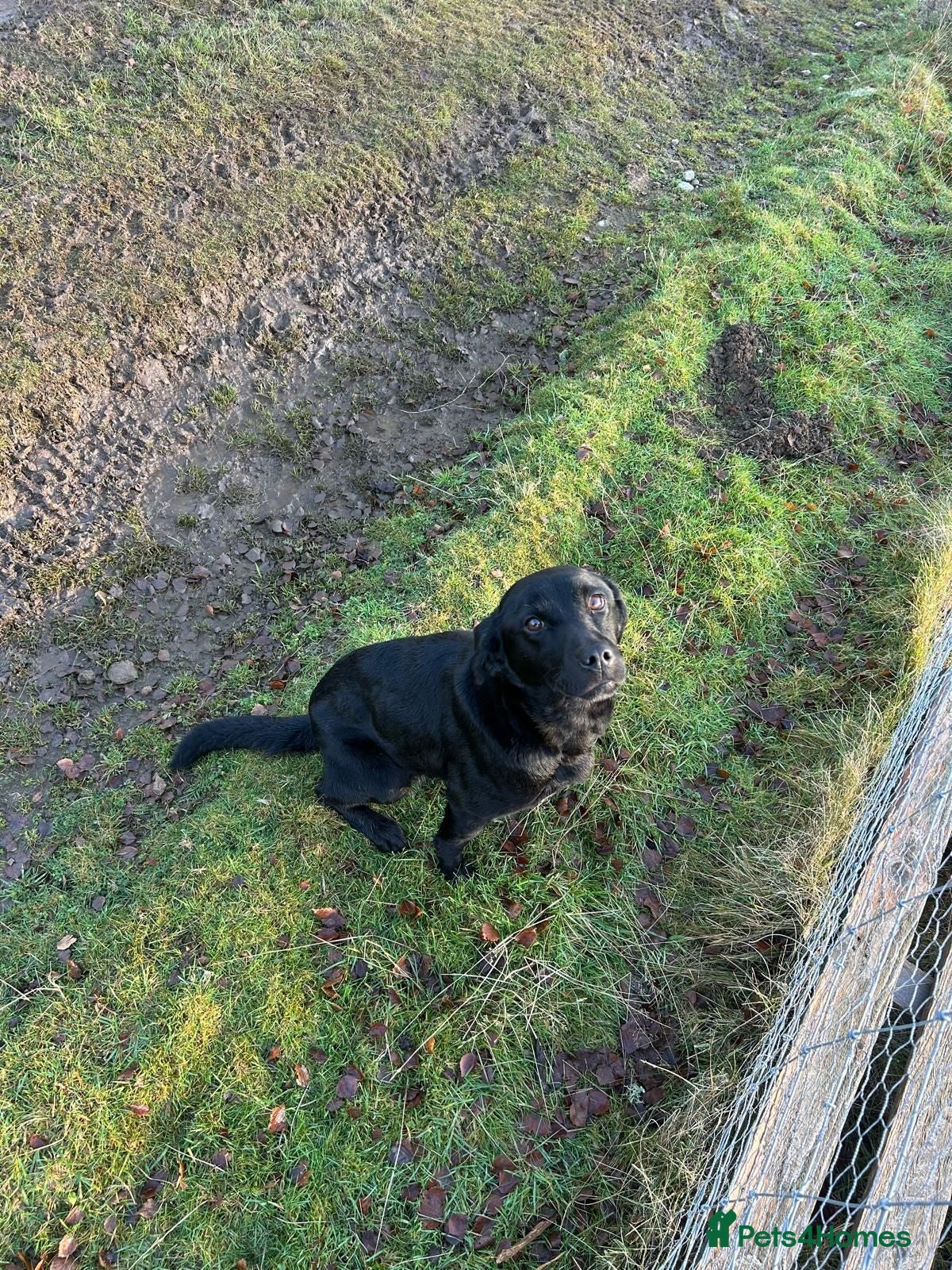 Labrador Retriever dogs Labrador puppies looking new homes 🐾 - Advert 2