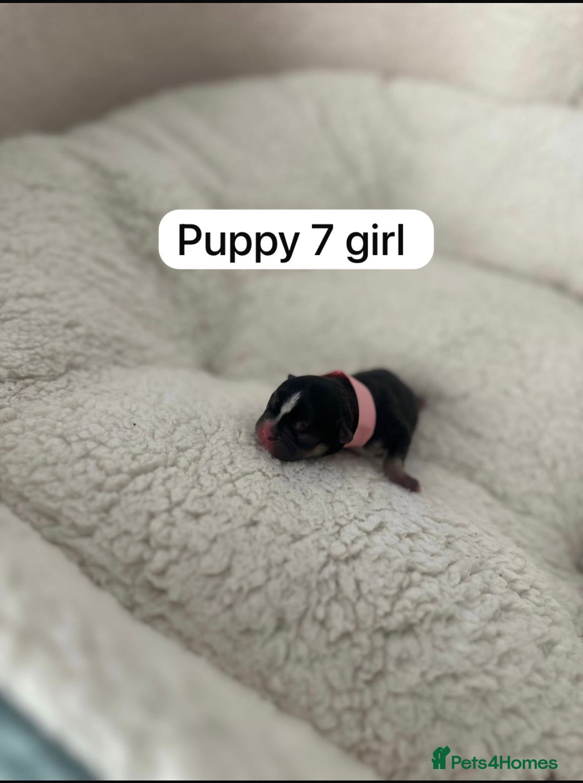 French Bulldog dogs Fluffy Frenchie puppies  - Advert 1