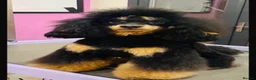 Cockapoo dogs for sale: F1 Cockapoos - Advert 20