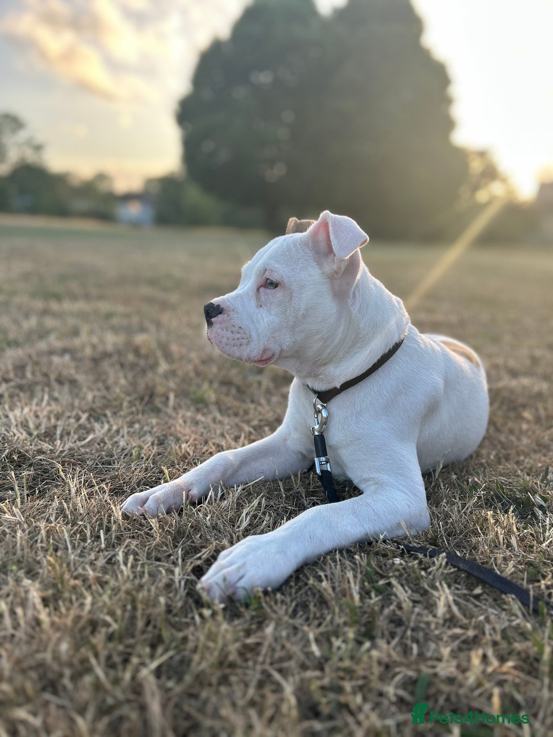 Mixed Breed dogs for sale: Dexter  - Image 13