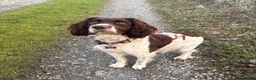 English Springer Spaniel dogs for sale: Springer Spaniel Pups  - Advert 5