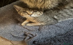 Mixed Breed cats for sale: black and tabby kittens looking for new home  - Image 18