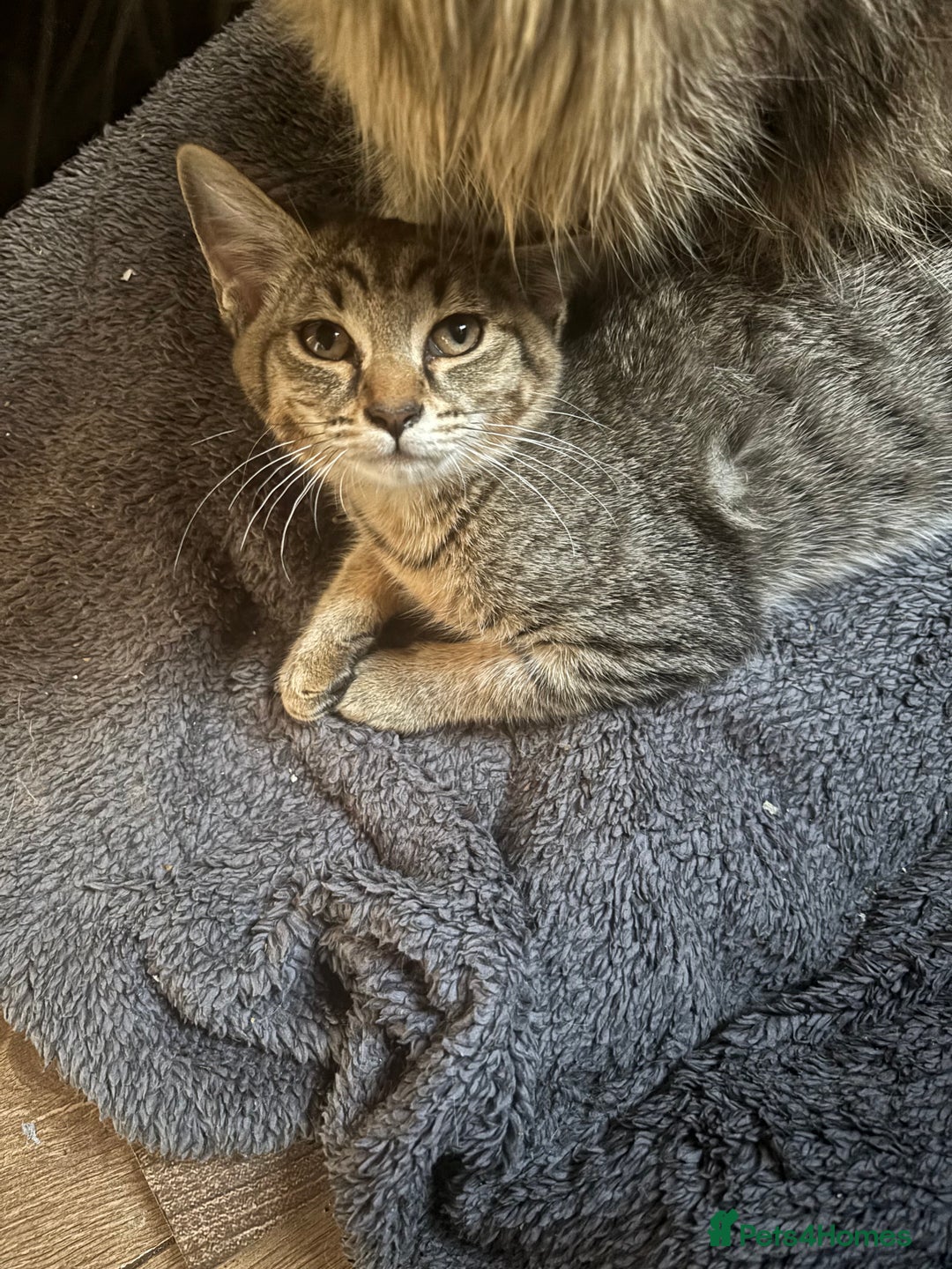 Mixed Breed cats for sale: black and tabby kittens looking for new home  - Image 18