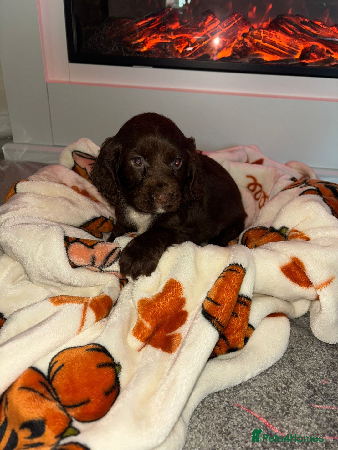 Cocker Spaniel dogs for sale: Cocker spaniel puppies - Image 4