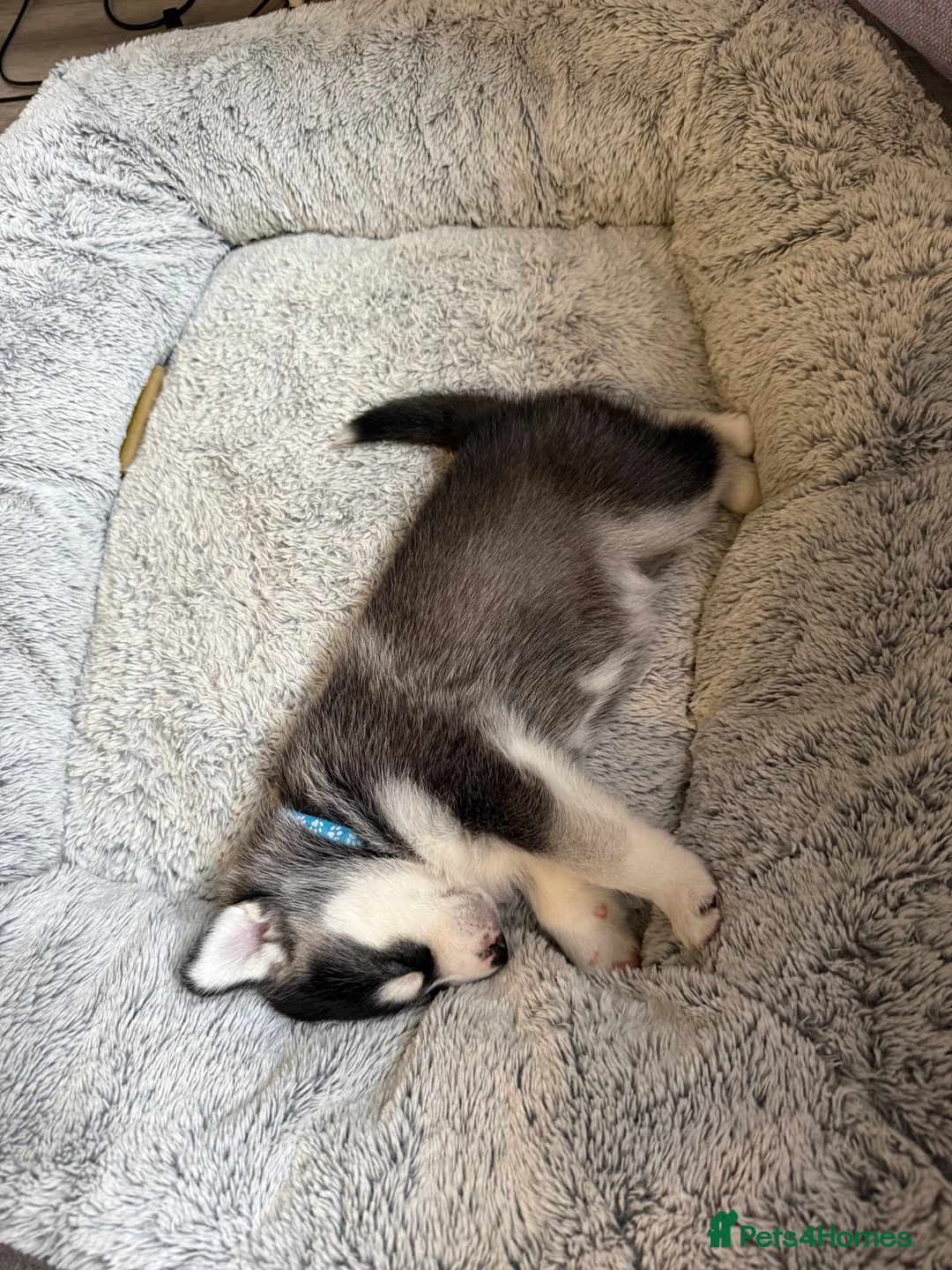 Siberian Husky dogs for sale: Gorgeous, Healthy & Fully Insured Siberian puppies in Stanmore - Advert 32