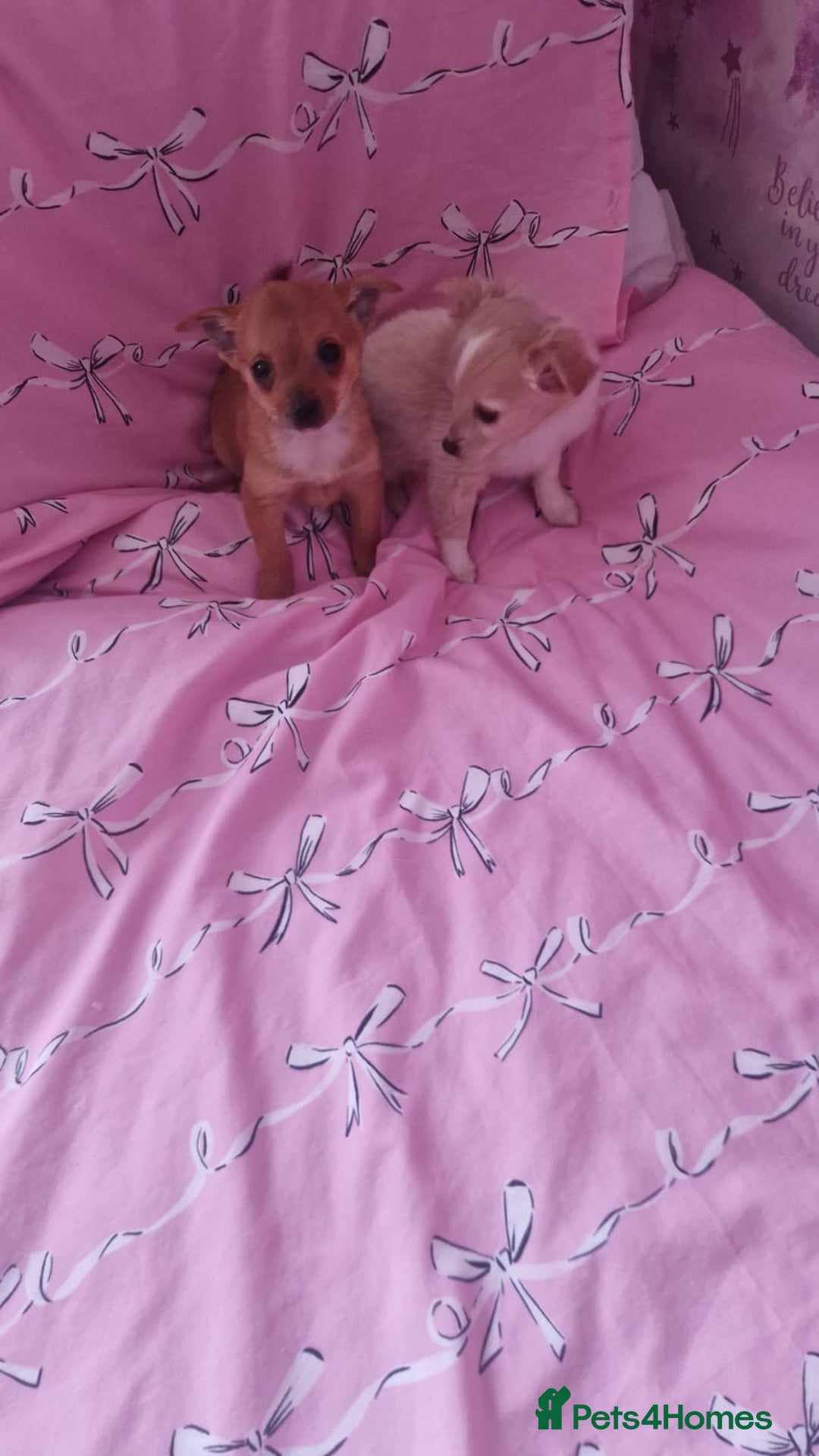 Chihuahua dogs for sale: Chihuahua puppies - Advert 2