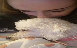 Bichon Frise dogs for sale: *URGENT HOME* Bichon Frise - Image 3