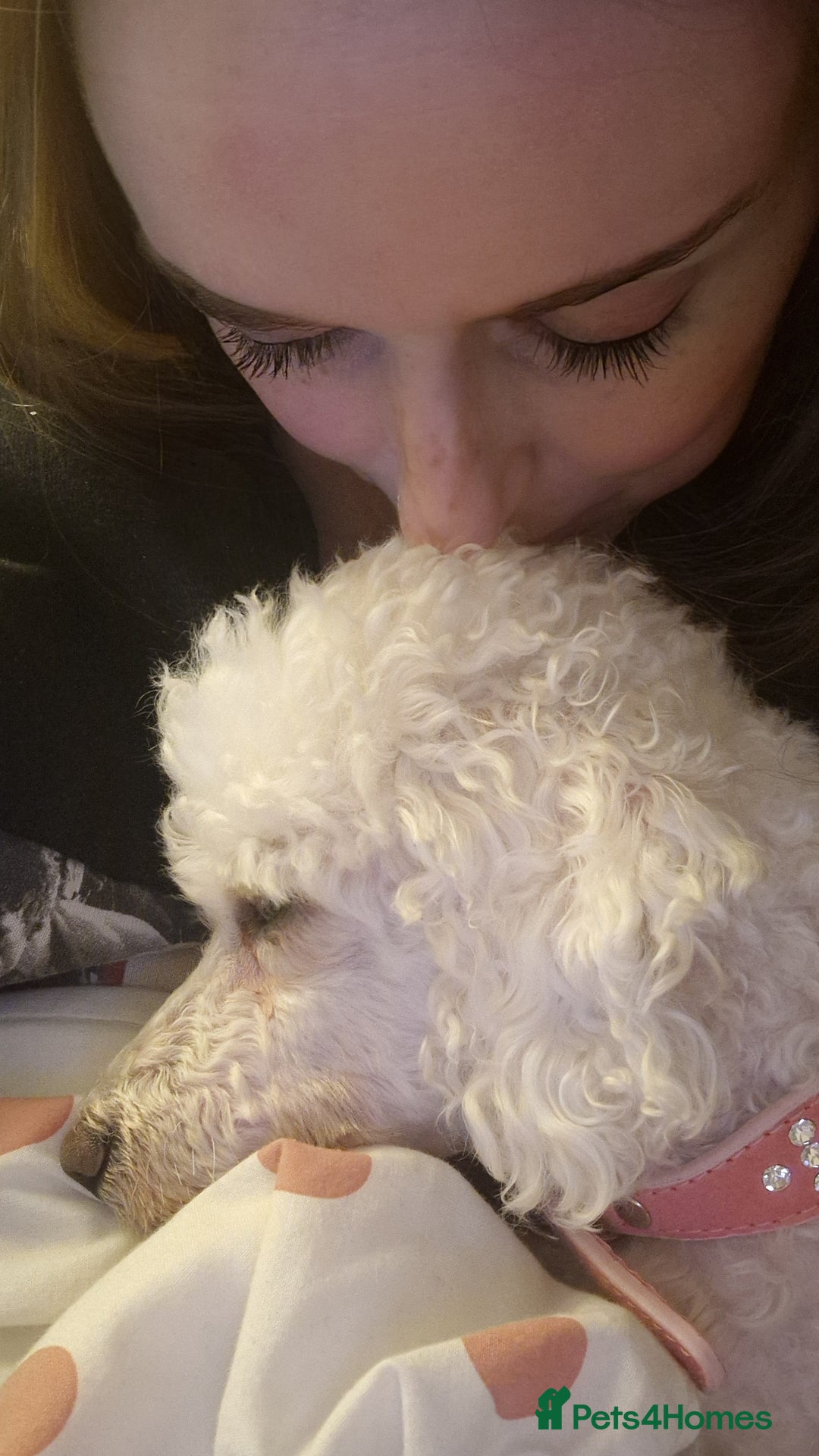 Bichon Frise dogs for sale: *URGENT HOME* Bichon Frise - Image 3