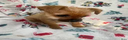 Mixed Breed dogs for sale: Jack Russell/ Yorkshire terrier puppy’s  in Pontypool - Advert 26