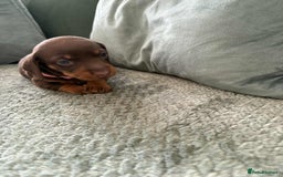 Miniature Dachshund dogs for sale: Mini Dachshund puppies   - Image 3