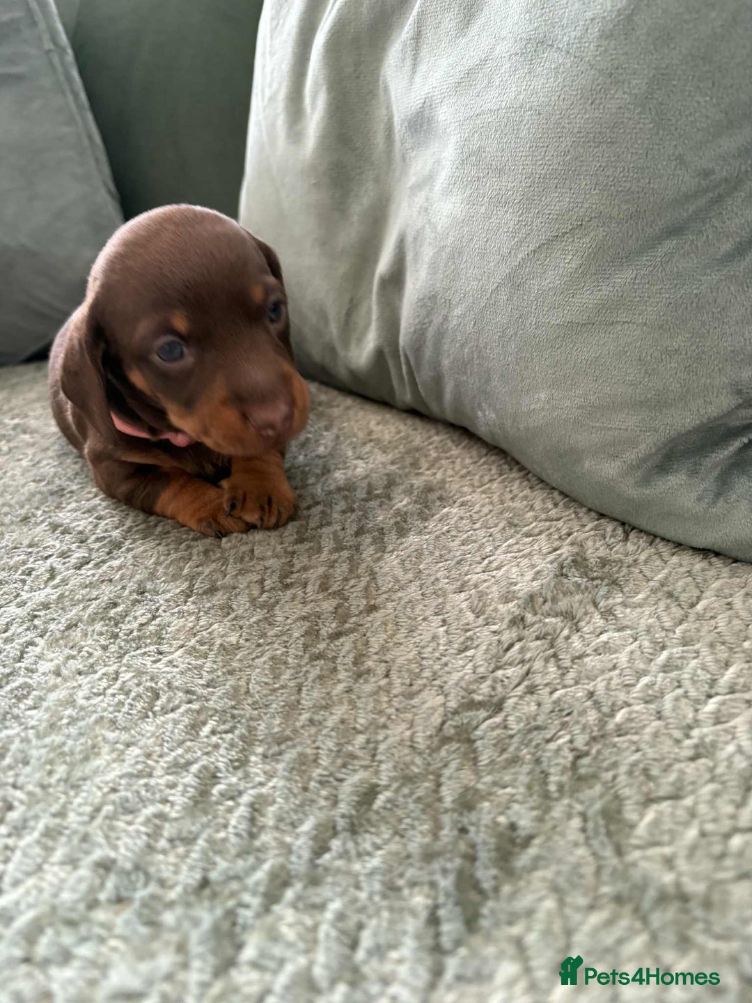 Miniature Dachshund dogs for sale: Mini Dachshund puppies   - Image 3