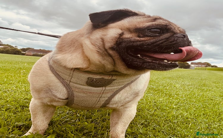 Pug dogs - Advert 1