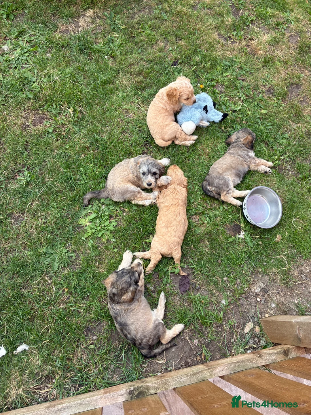 Cockapoo dogs for sale: 6 Gorgeous F1 Cockapoo puppies!!  - Advert 2