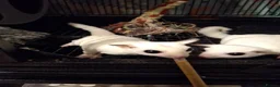 Sugar Glider rodents for sale: Breeding pair of Sugar Gliders  in Thirsk - Advert 1