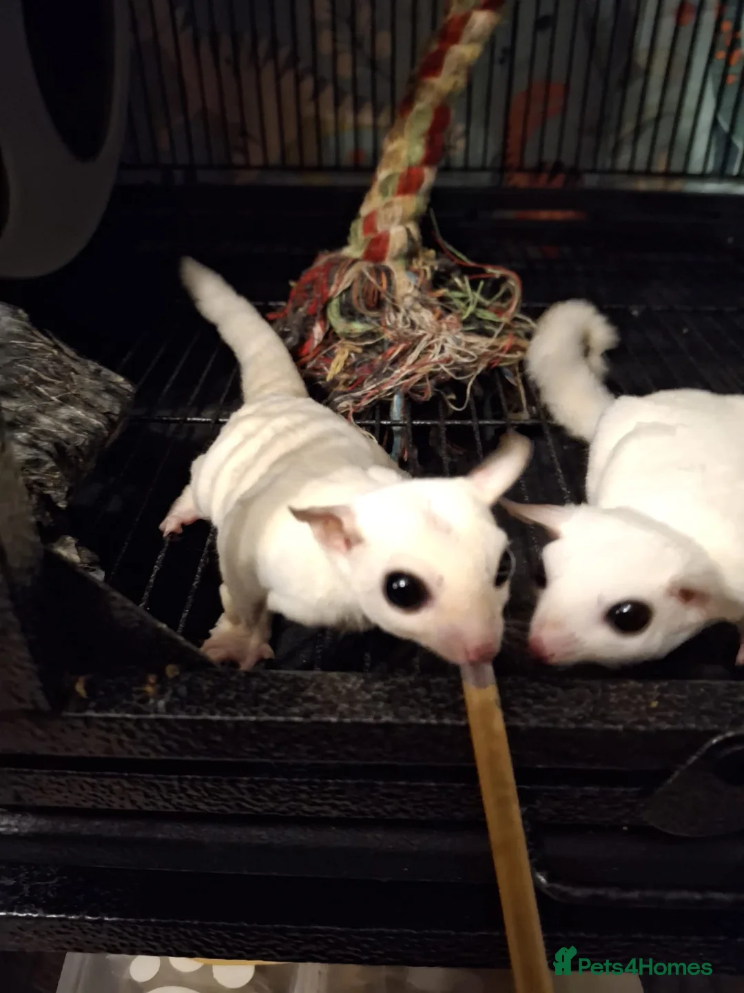 Sugar Glider rodents for sale: Breeding pair of Sugar Gliders  in Thirsk - Advert 1